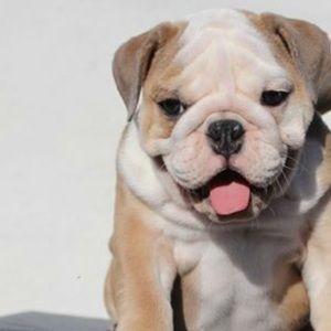 Meet your Posher, William